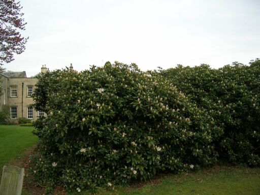 s white rhodo in April 2011